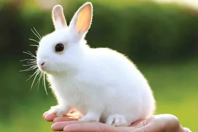 Белый Кролик — Википедия