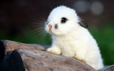 Новозеландский кролик белый — все о породе, разведение, уход, фото, отзывы