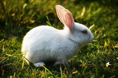 Белый кролик в наличии стоковое изображение. изображение насчитывающей  немного - 104083507