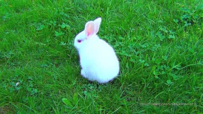 Белый кролик картинки фотографии