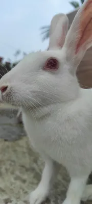 A cute white rabbit with red eyes on Craiyon