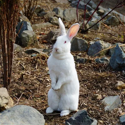 Black and white rabbit isolated on white Stock Photo | Adobe Stock