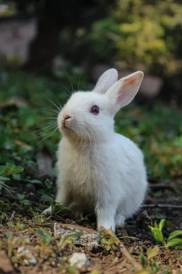 Порода белых кроликов с красными глазами - 73 фото