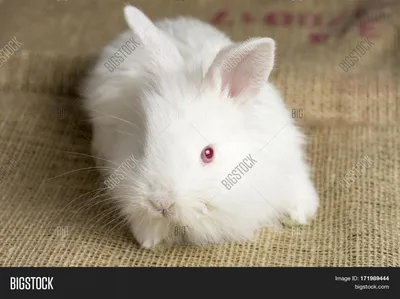 White Rabbit with Red Eyes on the Ground · Free Stock Photo