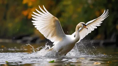 Бесплатное изображение: Белый лебедь птица отражение в воде вращение  изображения
