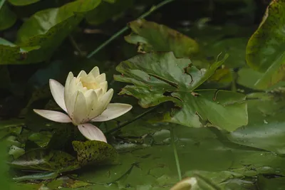 Lotus Белый Цветок Лотос - Бесплатное фото на Pixabay - Pixabay