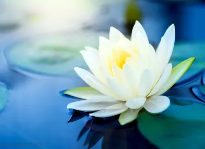 Белый лотос или лилия белой воды Стоковое Фото - изображение насчитывающей  цвет, лилия: 60608374
