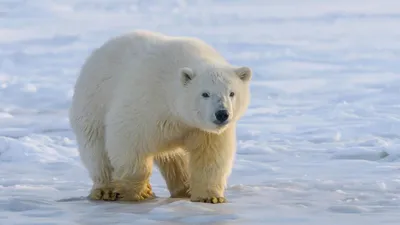 Белый медведь: где живет, сколько весит, почему уменьшается их численность  и другие интересные факты