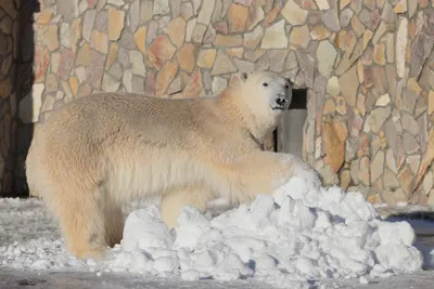 Белый медведь - Проект РГО