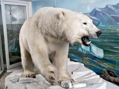 Фигурка животного Veld Co Белый медведь купить по цене 1118 ₽ в  интернет-магазине Детский мир