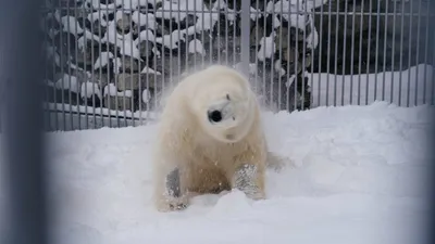Арктика без хозяина: когда исчезнет белый медведь? – GoArctic.ru – Портал о  развитии Арктики