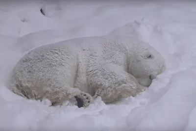 Белый медведь - символ Ленинградского зоопарка