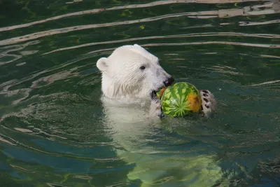 Белые медведи зоопарков России в режиме самоизоляции