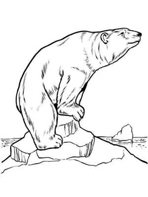 Картинка Белый Медведь распечатать для детей | RaskraskA4.ru