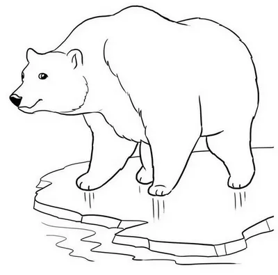 Белый медведь рисунок для детей карандашом (34 шт)