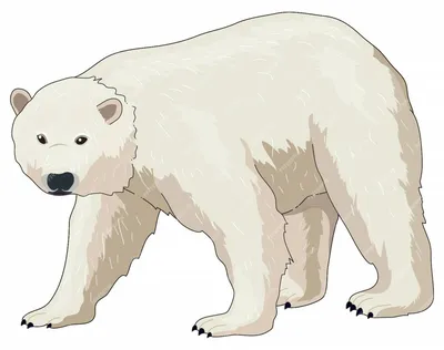 набор милых детенышей : белый медведь коричневый медведь гризли Иллюстрация  вектора - иллюстрации насчитывающей характер, ребенок: 233113188