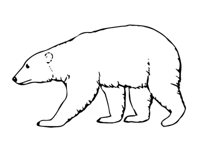 стихи про белого медведя, детские стихи про белого медведя, стихи про белого  медведя для детей