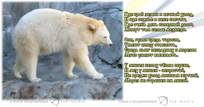 Белый Медведь Рисунок Для Детей Карандашом (53 Фото)
