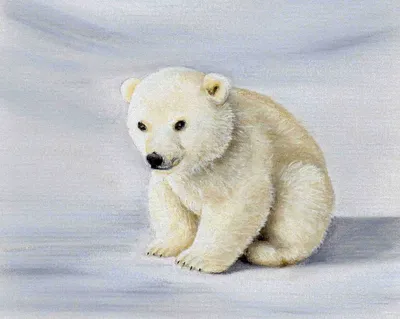 Рисунок белый медведь для детей - 41 фото