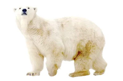 стихи о белом медведе, детские стихи о белом медведе, стихи о белых медведях