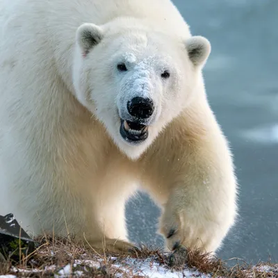 Второй этап экспедиции по авиаучету белого медведя стартует в мае - РИА  Новости, 11.05.2021