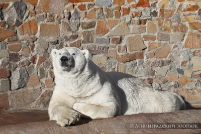 Белый медведь (Ursus maritimus) — Зоопарк «Лимпопо» г. Нижний Новгород –  Нижегородский зоопарк