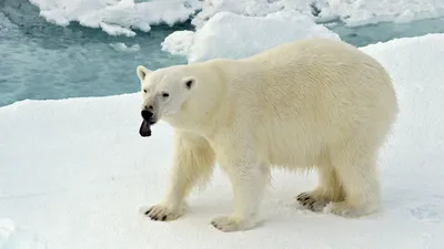 Надувной белый медведь | Купить в Москве по цене от производителя ☆ КубАэро  ☆