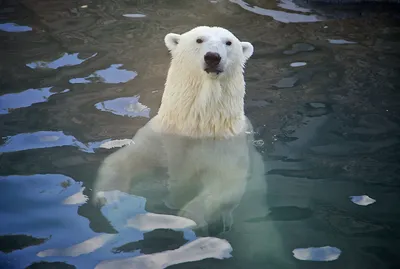 Белый медведь исчезающий вид планеты…» — создано в Шедевруме