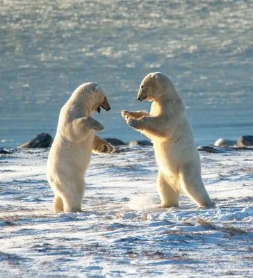 Как живется белым медведям на Чукотке: удивительные снимки исчезающей  Арктики - 06.12.2020, Sputnik Узбекистан