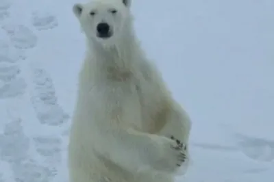 Праздник у косолапых: фотографии хозяина Арктики - белого медведя -  27.02.2021, Sputnik Армения