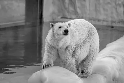 Хозяин Арктики - белый медведь - YouTube