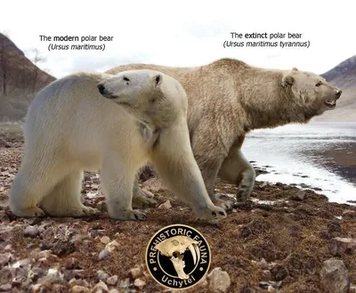 Белый медведь напал на мать с ребенком на Аляске и убил их. Теперь мы  знаем, почему