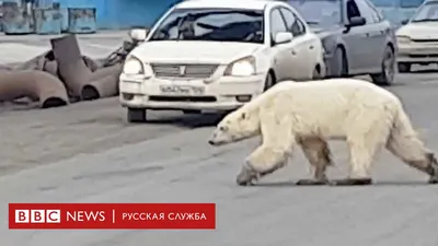 Фото белых медвежат, белые медведи в зоопарках мира