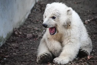 Белый медведь: 20 фактов о полярном гиганте | Наше наследие | Дзен