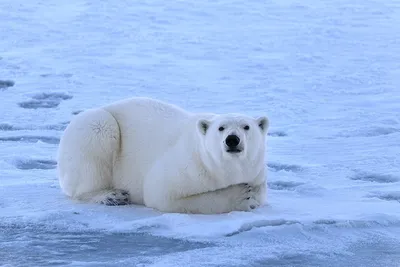 Белый медвежонок Кара стала международным послом в борьбе с глобальным  потеплением