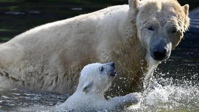 Белый Медведь Поза — стоковые фотографии и другие картинки Полярный медведь  - Полярный медведь, Медведь, Белый - iStock