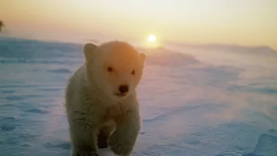 Белые медведи: великаны Арктики