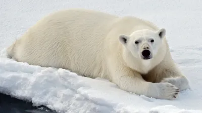 Просто чудо: в немецком зоопарке родился белый медвежонок (6 фото + 1  видео) » Невседома