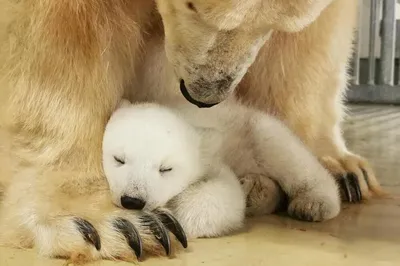 В Великобритании впервые за 25 лет родился белый медвежонок - 24 Канал