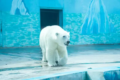 На Аляске белый медведь напал на мать с годовалым сыном | Ветеринария и  жизнь
