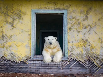 Белый Медвежонок рисунок для детей - 80 фото