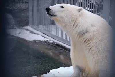 Белый медведь самый крупный хищник на нашей планете! | Пикабу