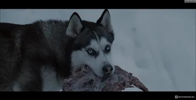 Белый плен (2006, фильм) - «Ничем не уступающий известному \"Хатико\", но  недооцененный... Для всех любителей собак:)» | отзывы