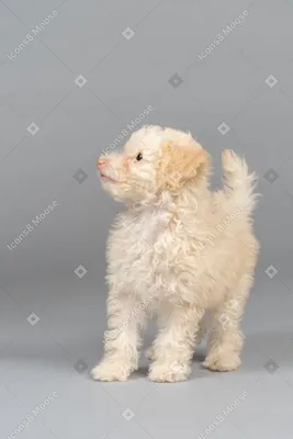 Пушистый белый пудель милый собачонок…» — создано в Шедевруме