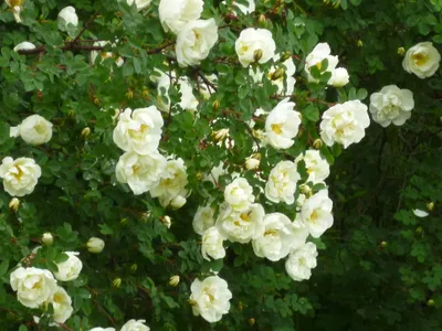 Шиповник / Rosa - «\"Белый шиповник, дикий шиповник Краше садовых роз Белую  ветку, юный любовник Графской жене принес.\" (с)» | отзывы