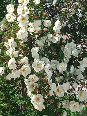 Белый шиповник, дикий шиповник краше садовых роз ... :: Valentina M. –  Социальная сеть ФотоКто