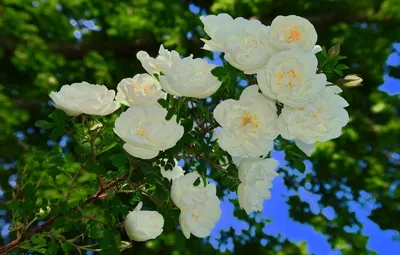 Белый цветок (белый шиповник) — винтажный рисунок — Abali.ru