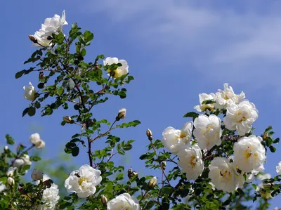 Белые розы цветы - 71 фото