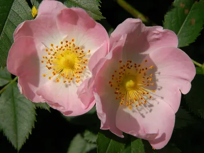 Шиповник колючейший (Rosa spinosissima) - PictureThis