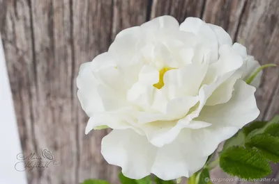 Белый шиповник в саду - 52 фото